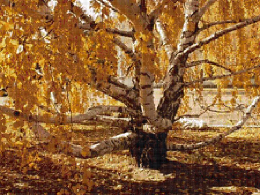 Осеннее дерево - осень, дерево, береза - предпросмотр