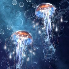 пара медуз