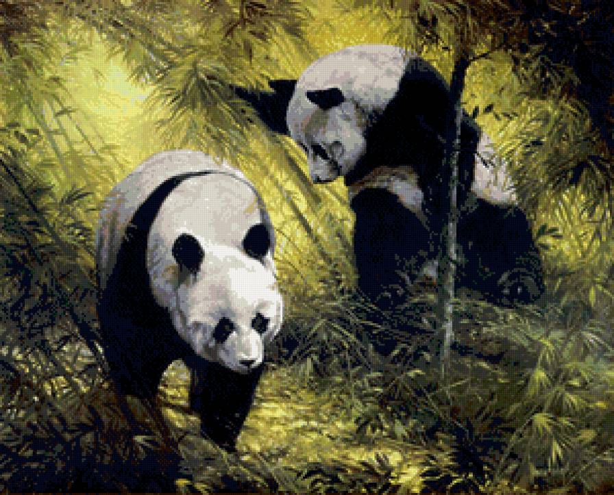 панды - природа, панды, пара, лес, животные - предпросмотр