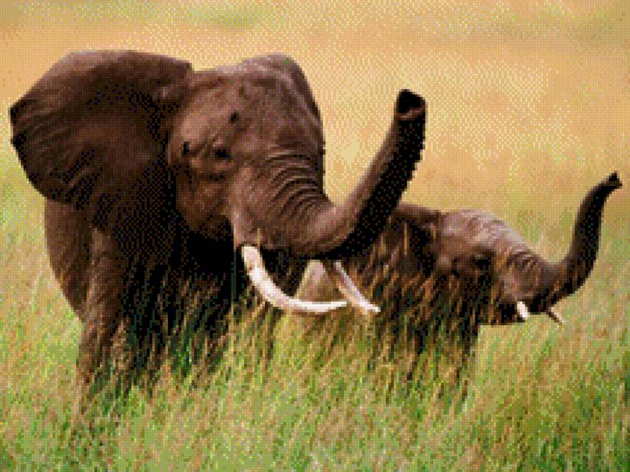 слоники - слон - предпросмотр
