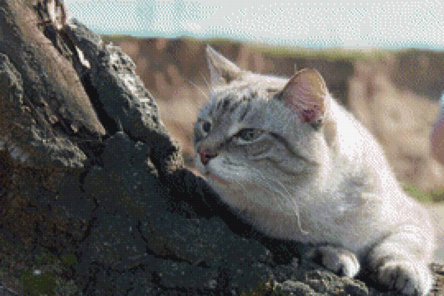 кот на берегу Камы ! - животные, кот - предпросмотр