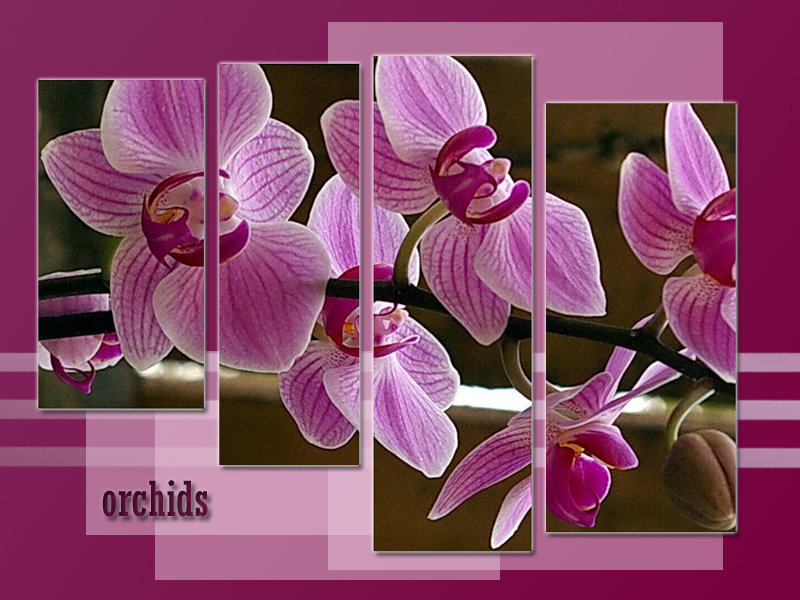 орхидеи - орхидеи, цветы, триптих - оригинал