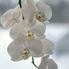 Оригинал схемы вышивки «орхидеи» (№879000)