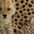 Предпросмотр схемы вышивки «Семейство гепардов.» (№879116)