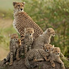 Семейство гепардов.