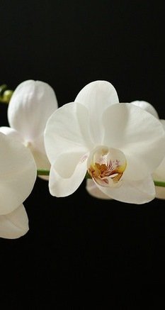 триптих орхидея часть2 - орхидея - оригинал