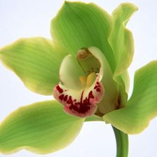 Схема вышивки «зеленая орхидея»