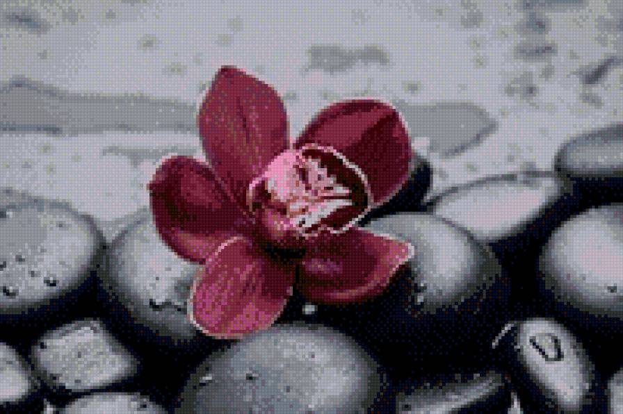 цветок на камнях - цветы - предпросмотр