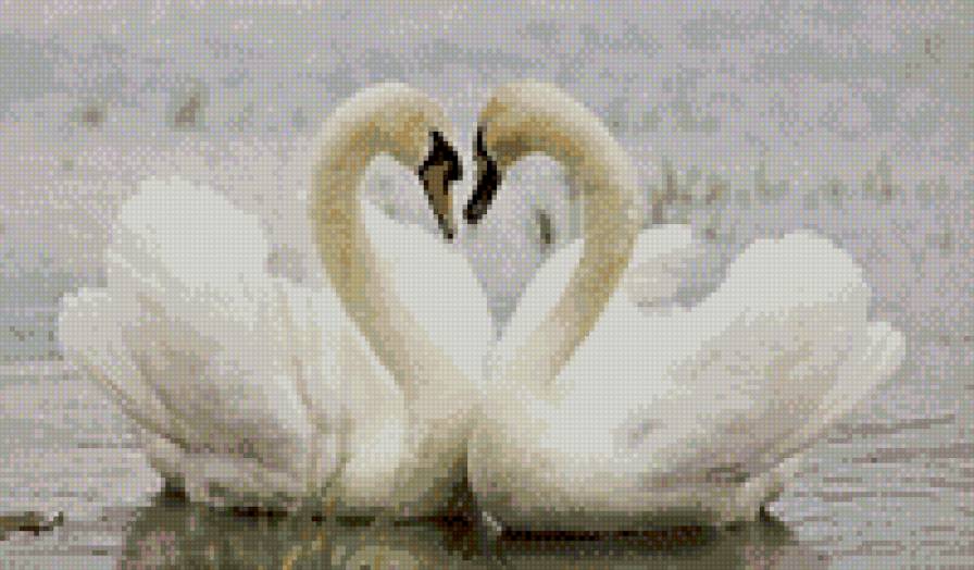 пара лебедей - любовь, пара, лебеди, птицы - предпросмотр