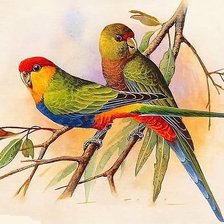 Оригинал схемы вышивки «попугаи» (№880105)