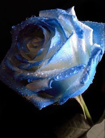 Синяя роза - розы, цветы - оригинал