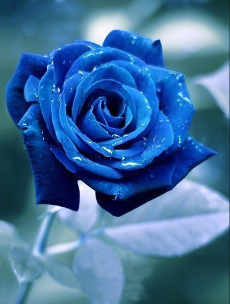 Синяя роза - розы, цветы - оригинал