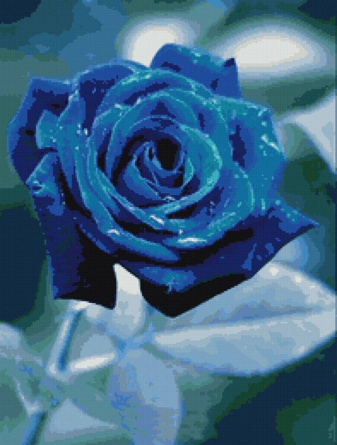 Синяя роза - цветы, розы - предпросмотр