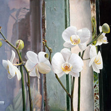 Оригинал схемы вышивки «Орхидея белая» (№880447)