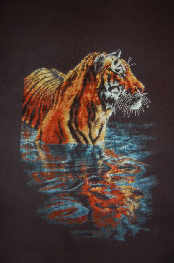 Тигр - дикие кошки - оригинал