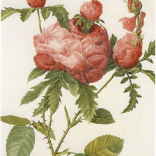 Оригинал схемы вышивки «роза» (№880802)