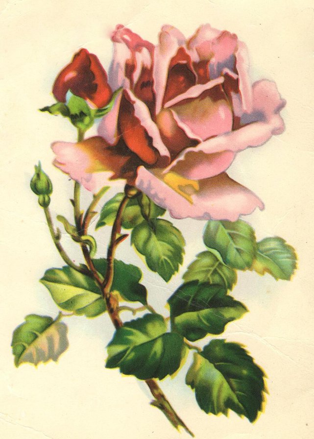 старая открытка "Роза" - роза, цветы - оригинал