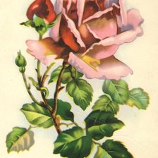 Схема вышивки «старая открытка "Роза"»
