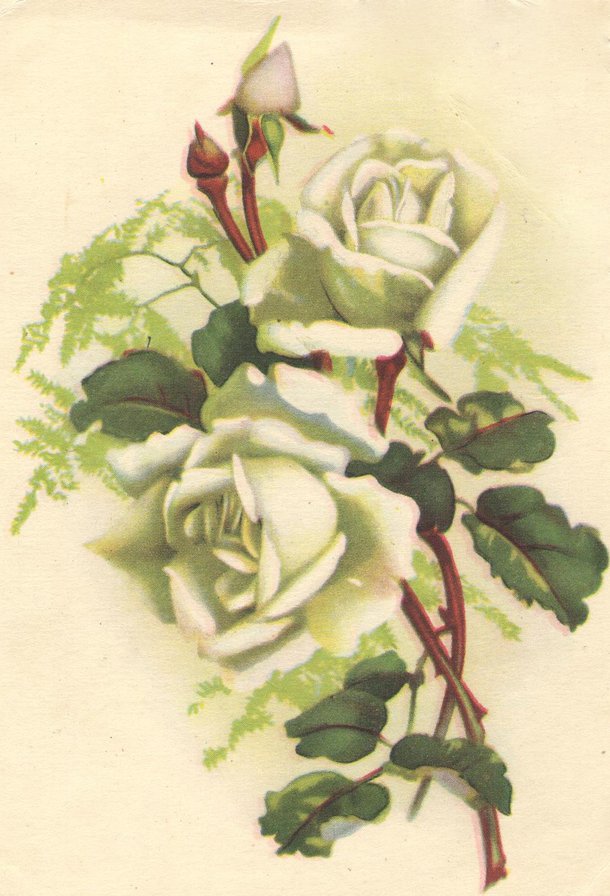 старая открытка "Роза" - белая роза, роза - оригинал