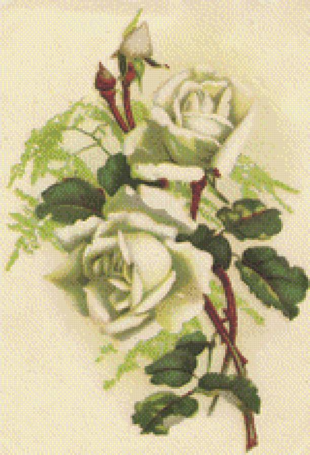 старая открытка "Роза" - роза, белая роза - предпросмотр