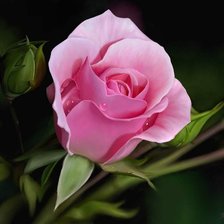 Оригинал схемы вышивки «розовая роза» (№881688)
