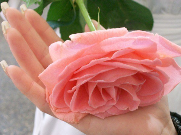 роза в руке - роза, цветы - оригинал