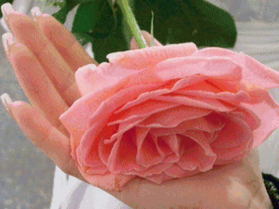 роза в руке - цветы, роза - предпросмотр