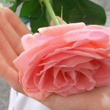 роза в руке