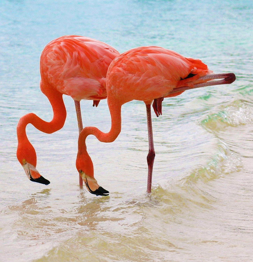 розовый фламинго - оригинал