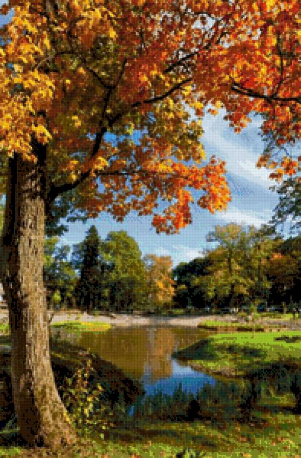 Золотой клен - осень, пруд, пейзаж, природа, клен, лес - предпросмотр