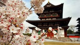 Япония - пагода, пейзаж, япония, сакура - оригинал