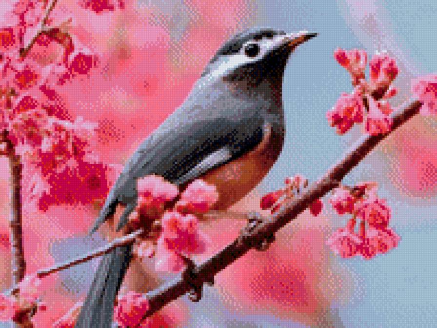 Птица  в ветвях сакуры - ветка, птица, цветы - предпросмотр