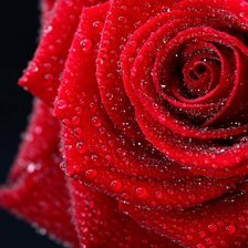 Оригинал схемы вышивки «розы» (№885341)