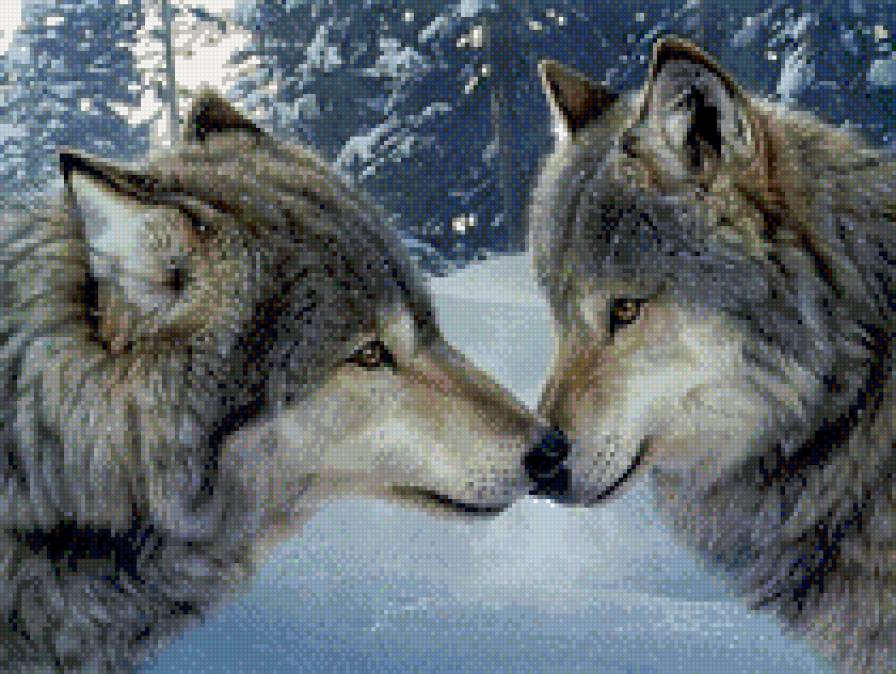 Волки - зима, верность, волк, любовь, отношения, лес, животные, волки - предпросмотр
