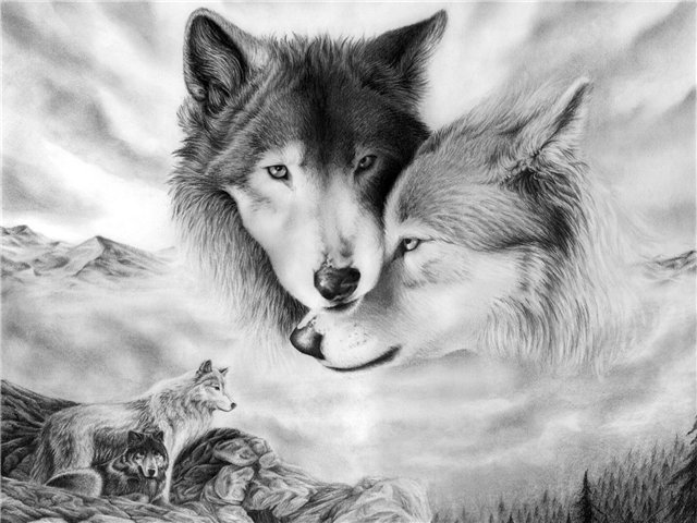 Волки - любовь, волки, верность, животные, отношения, пара - оригинал