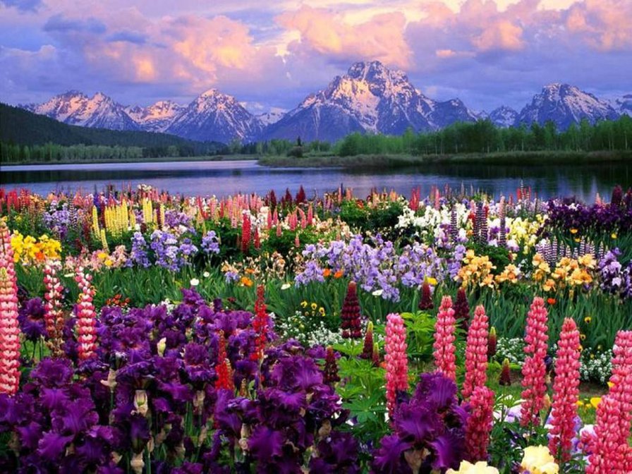 пейзаж - горы, цветы, пейзаж, вода - оригинал