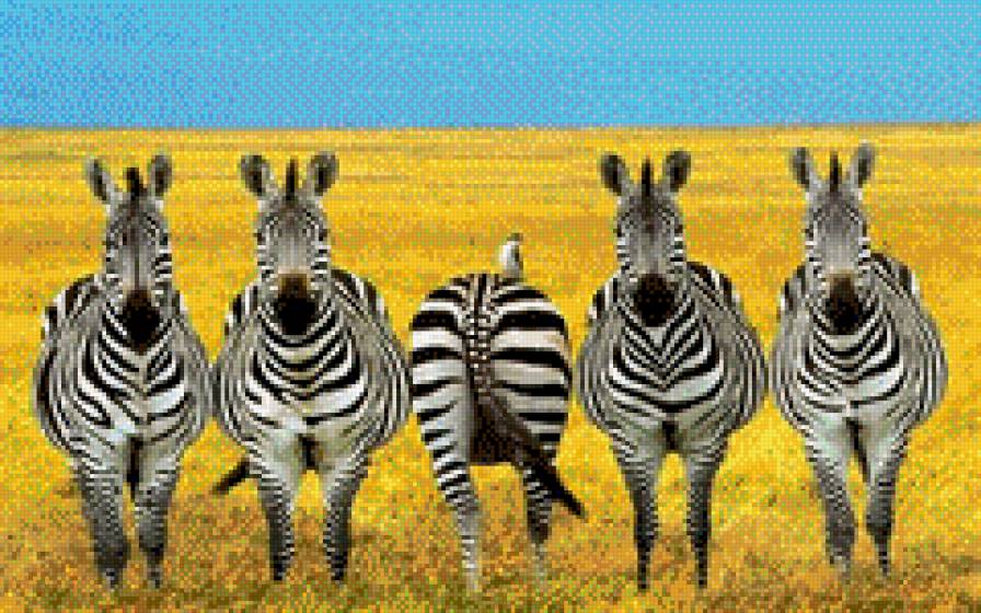 зебры - зебра, не как все, животные, природа - предпросмотр