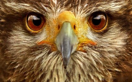 взгляд орла - глаза, взгляд, орел, птица - оригинал