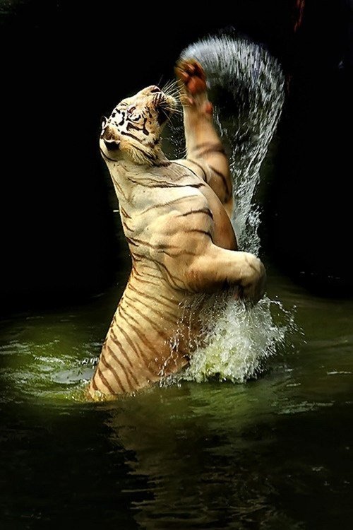 тигр в воде - тигр, ночь, вода - оригинал