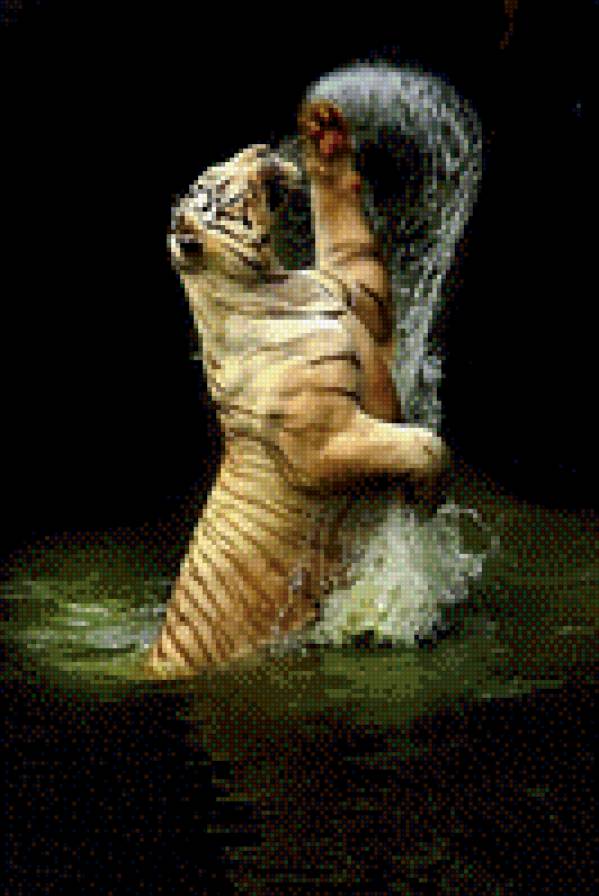 тигр в воде - ночь, тигр, вода - предпросмотр