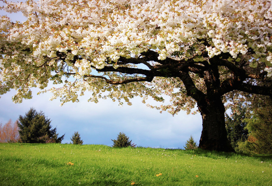 Весна - дерево, весна, цветы - оригинал