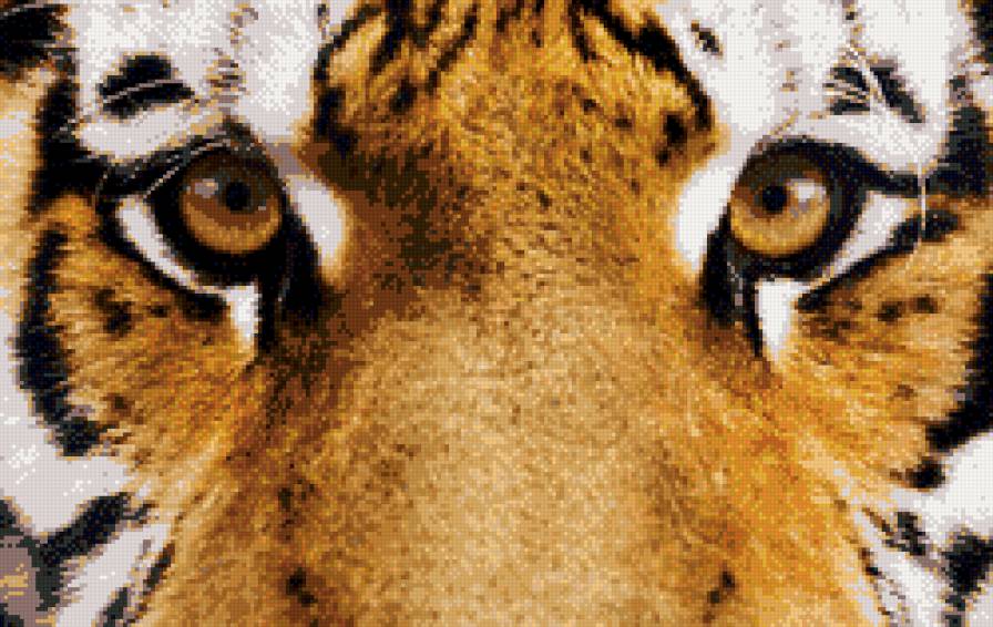 взгляд тигра - кошка, взгляд, глаза, тигр - предпросмотр