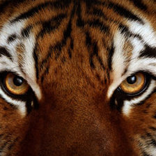 Оригинал схемы вышивки «взгляд тигра» (№887103)