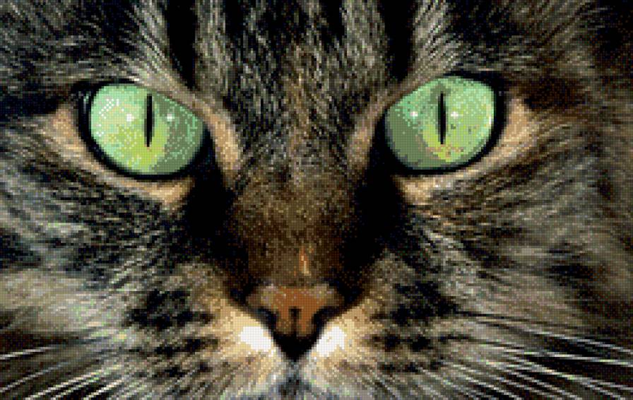 взгляд кота - серый, взгляд, кошка, кот, зеленые глаза - предпросмотр