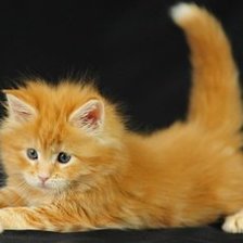 рыжий котенок