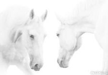 белые лошади