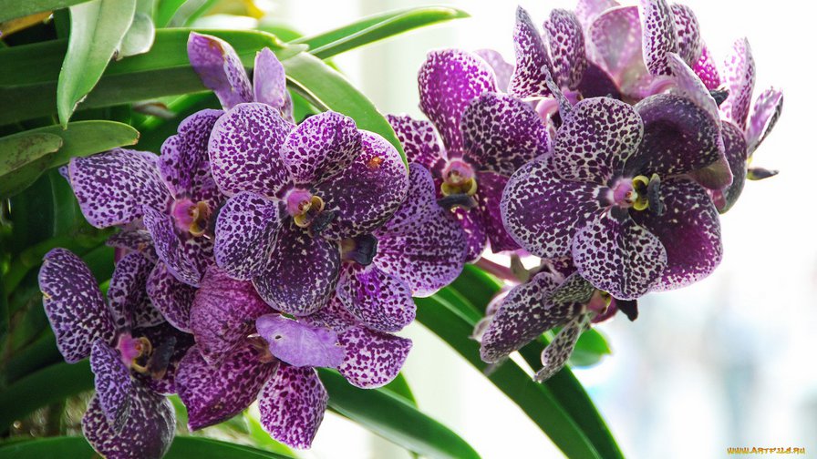 орхидея фиолет - орхидея, цветы - оригинал