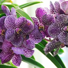 орхидея фиолет