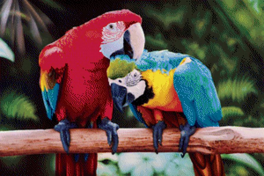 Попугай ара - попугай, ара, животные, птицы - предпросмотр