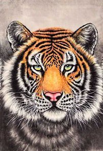 триптих "тигры"( картина №1) - триптих, хищники, тигры, животные - оригинал